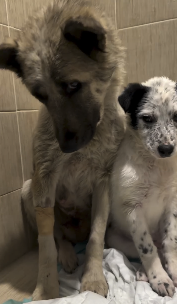 Mama and her baby — rescued from the streets of Armenia